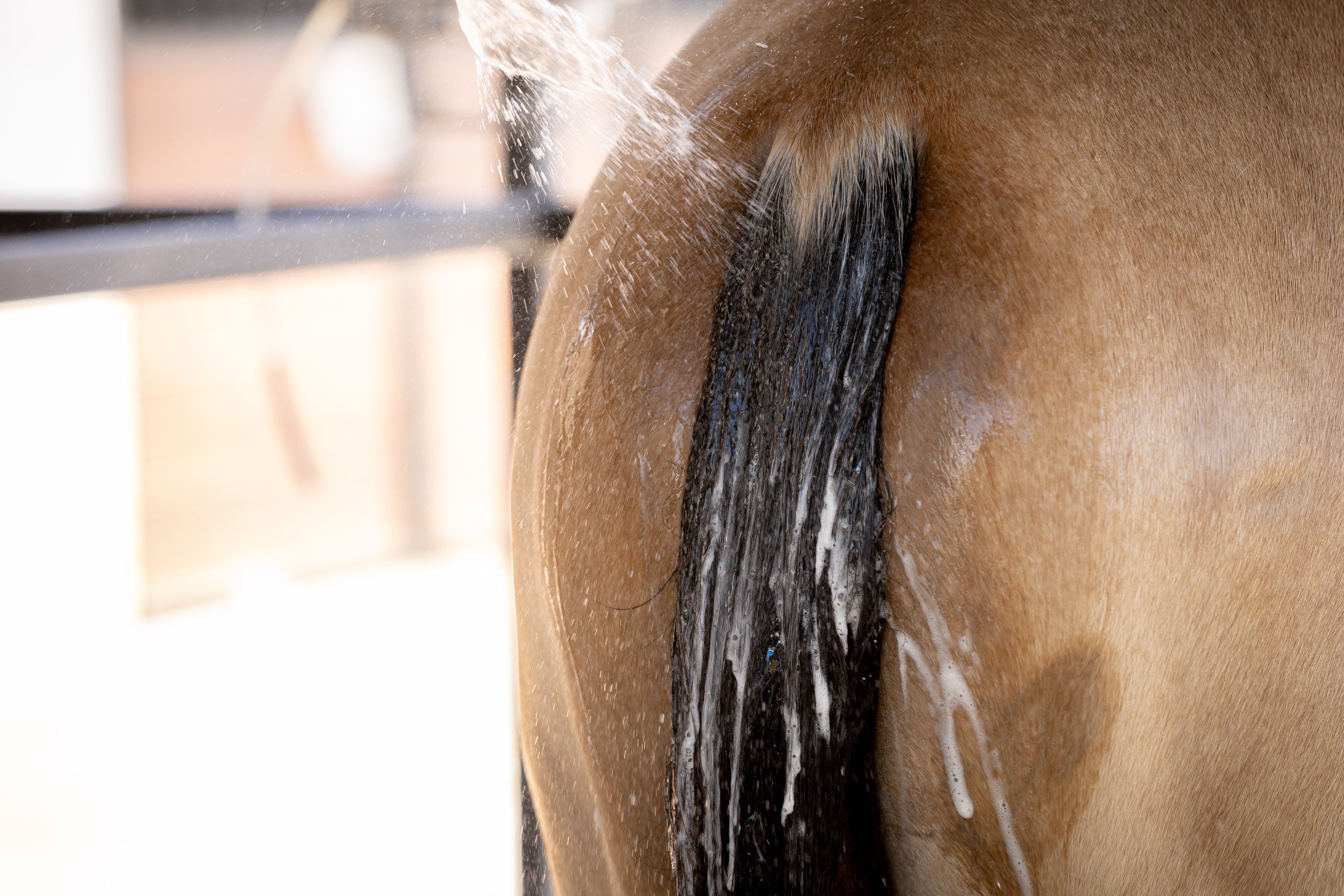 SHAMPOO CRIN Y COLA